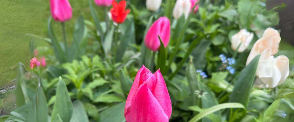 Titelbild 12 von 12 im April- Tulpen