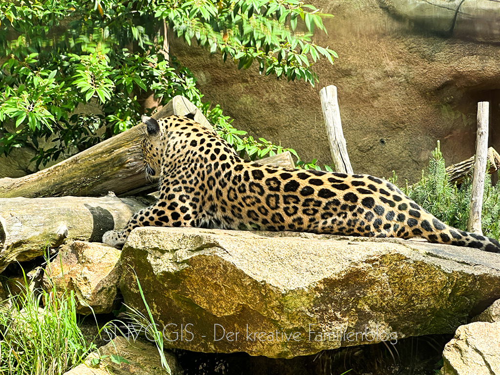Samstag-im-Zoo-mit-persischem-Leoparden