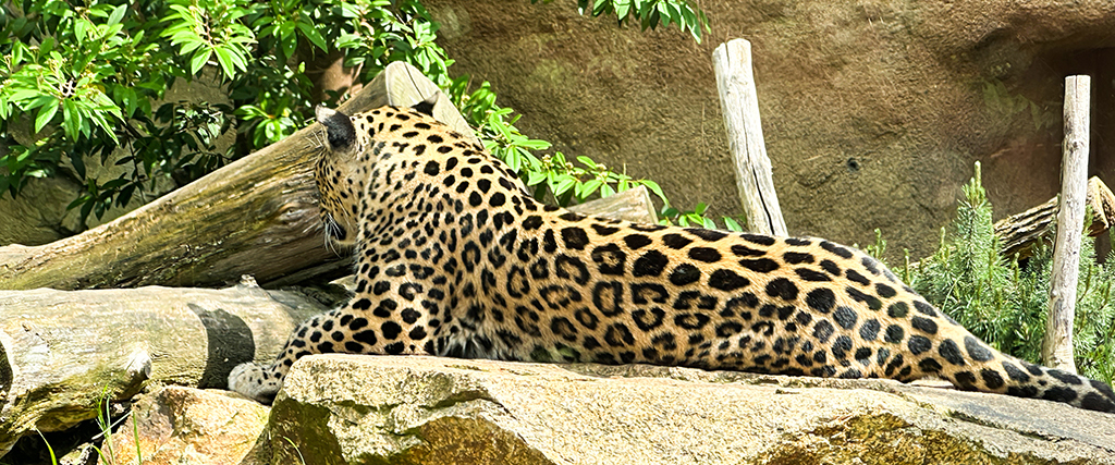 Wochenende in Bildern Beitragsbild mit Leoparden