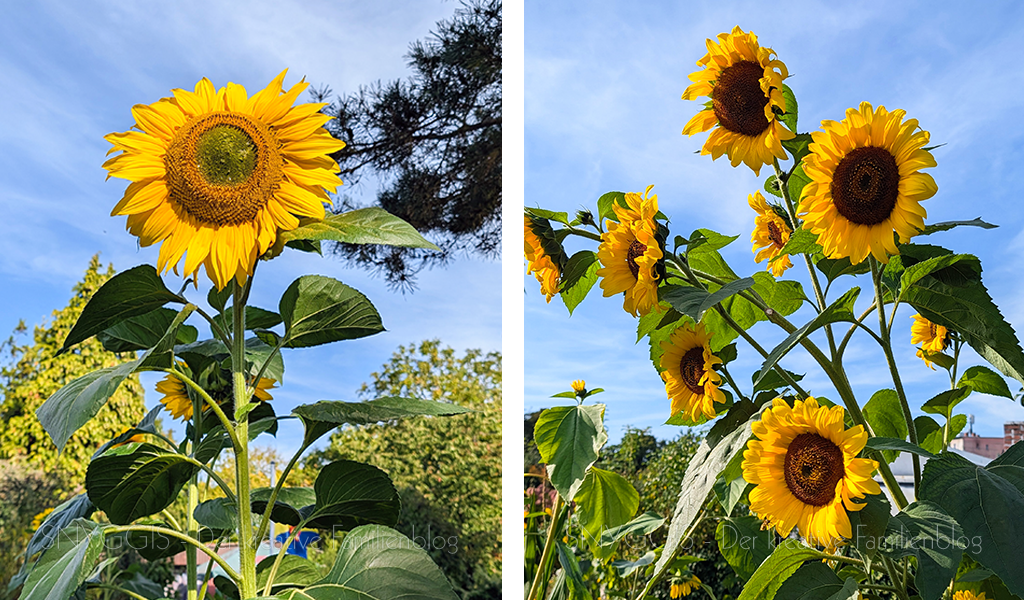 Auf-dem-Weg-zum-Britzer-Garten-entdecken-wir-einige-huebsche-Sonnenblumen-