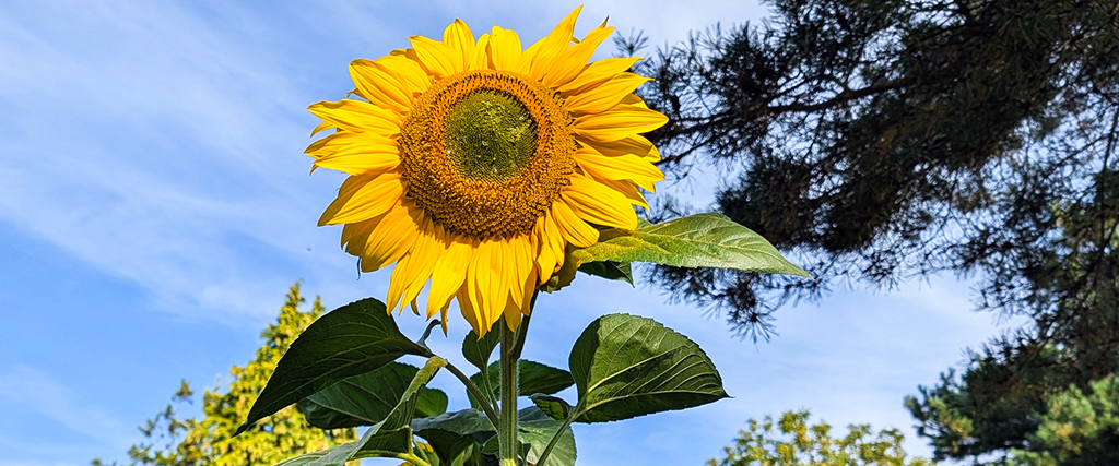 Ein letztes Mal Sommer