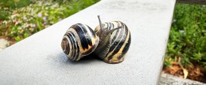 Schnecken am Wochenende