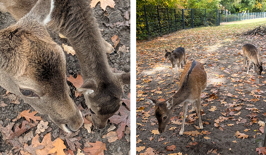 Noch-mehr-Damwild