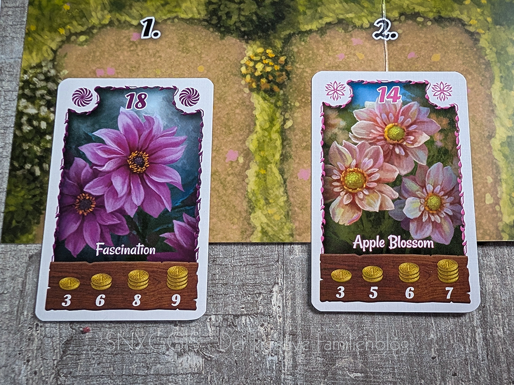 Zweite-Karte-anpflanzen - Blumen auf Blumenfelder legen - AMIGO Spiele Bohnanza Dahlia