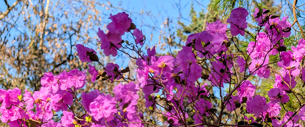 Der Frühling ist da