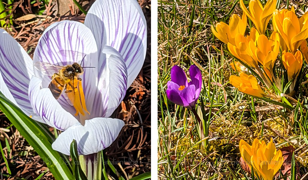 Wir-entdecken-den-Fruehling