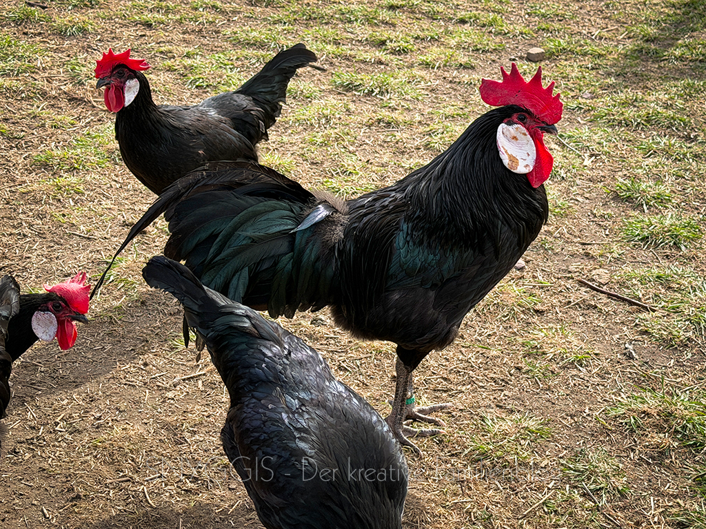 Huehner-und-Haehne-fuettern