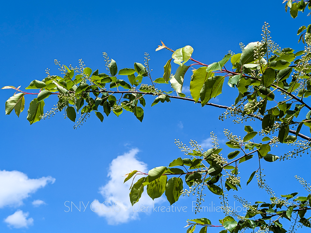 Schoenstes-Wetter