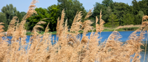 Wochenende in Bildern im Britzer Garten