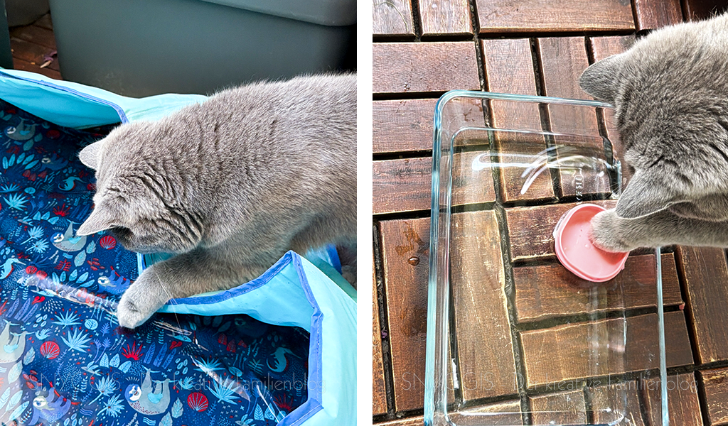 Wasserspiel mit Katerchen