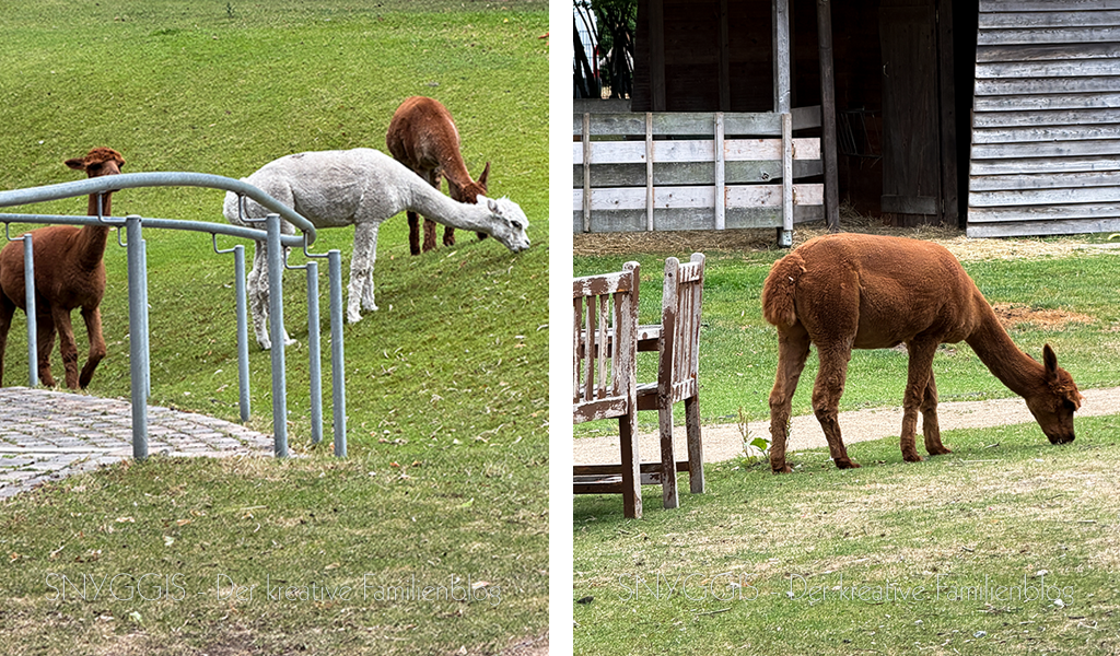 Alpacas