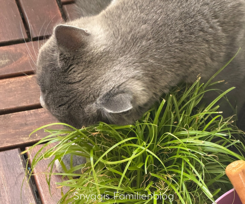 Katzengras 2 von 12 - bei 12 von 12 im Juli 2026 #12von12 Snyggis Familienblog