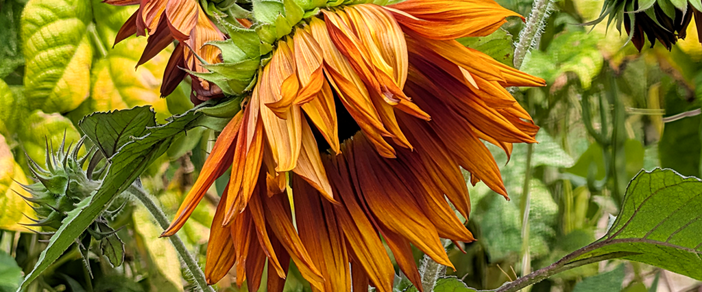 Erste Herbst Momente