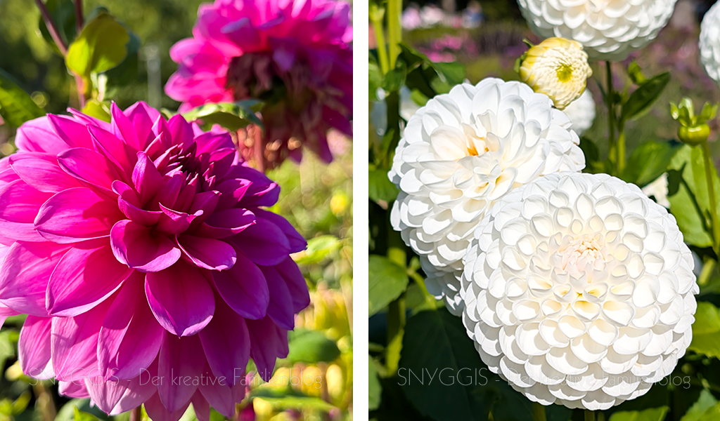 Blumenpracht 2