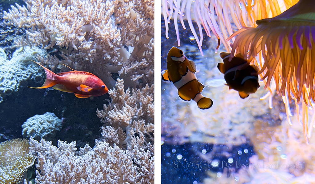 Fische