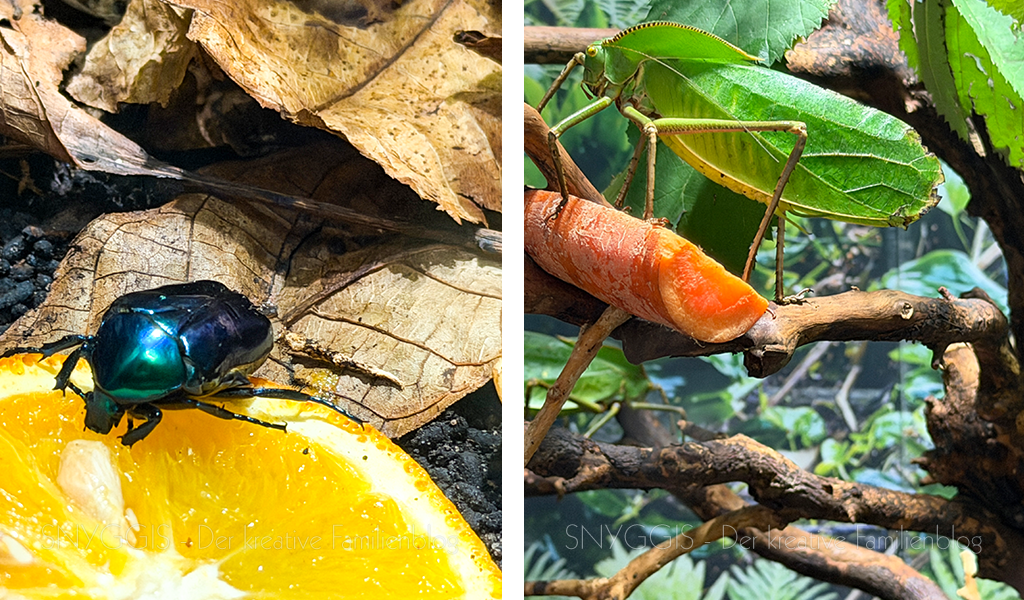 Getarnte Insekten