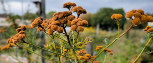 Herbststimmung auf dem Bauernhof