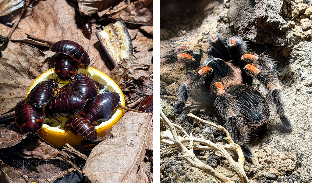 Spinnen und Käfer Kopie