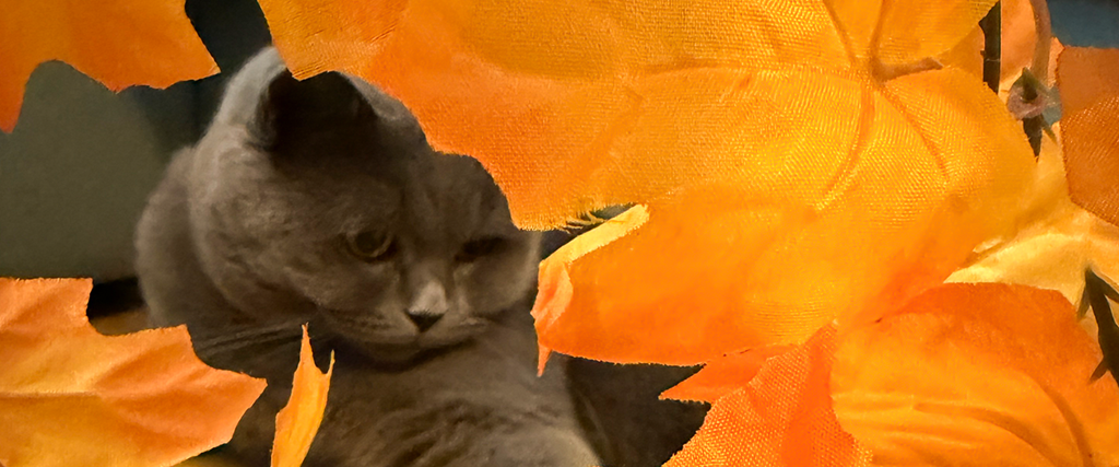 Herbstkatze